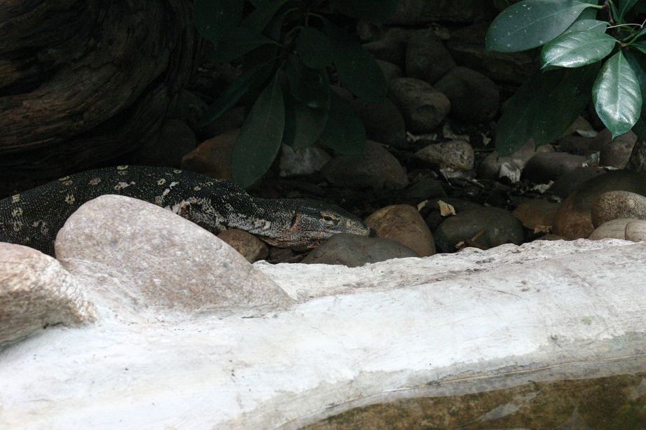 2011040701151671_k-Zoo 030.jpg